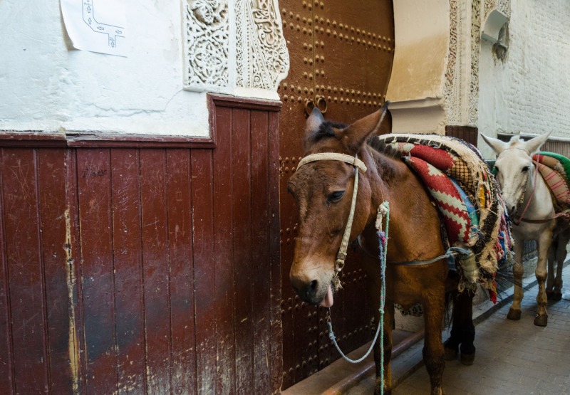 Morocco - Fez medina