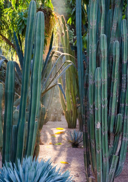 Morocco - Jardin Majorelle