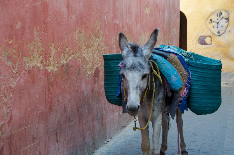 Morocco - Meknes